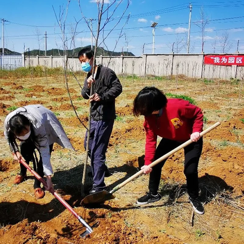 3月12日植树节：让绿色理念生根发芽！